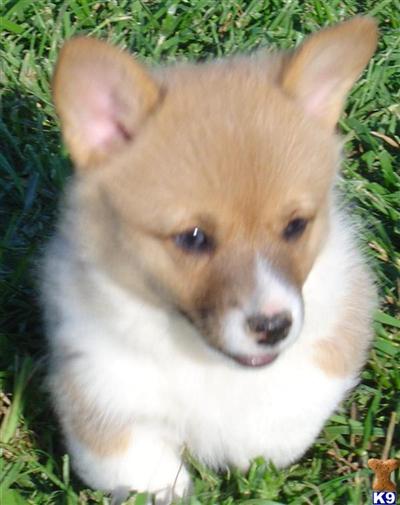 Pembroke Welsh Corgi Puppies for Sale